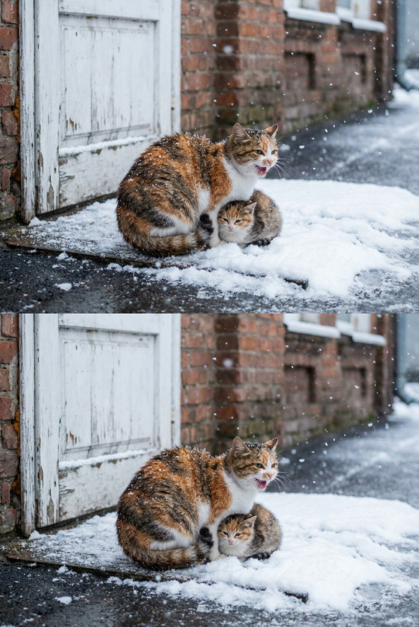 Біля дверей клініки сиділа кішка. Вона жалібно нявкала, а біля її лап лежало крихітне кошеня…