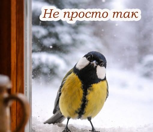  Пташка сіла біля вікна: що насправді означає ця прикмета та на що звернути увагу господарю 