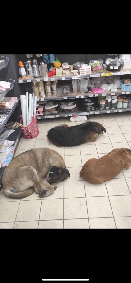 Один з магазинів у Калуші в такий мороз пустив погрітись бездомних собак