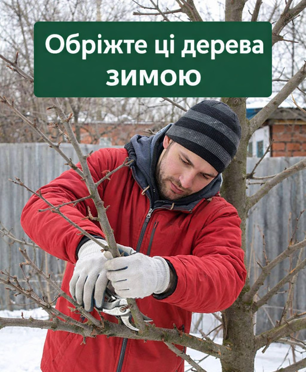 Обріжте ці дерева зимою, щоб гарно вродили в цьому році. Секрети садівників