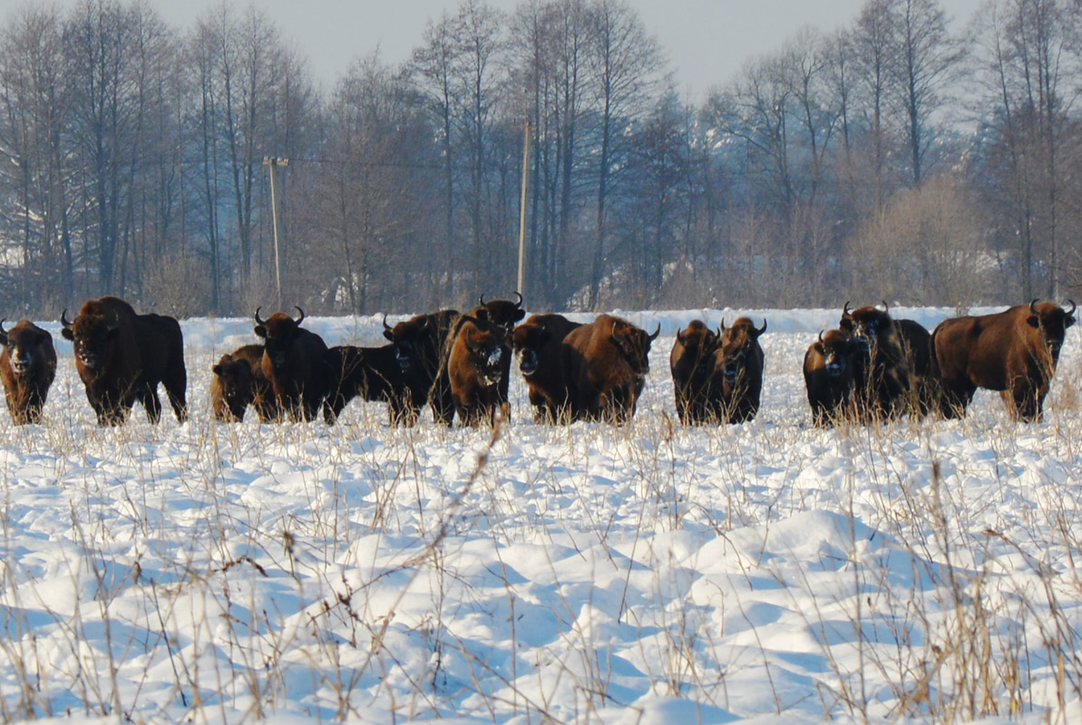 На Львівщині помітили чимале стадо червонокнижних зубрів