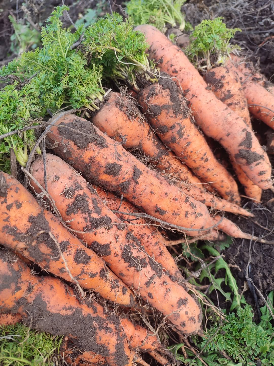 Життя в селі