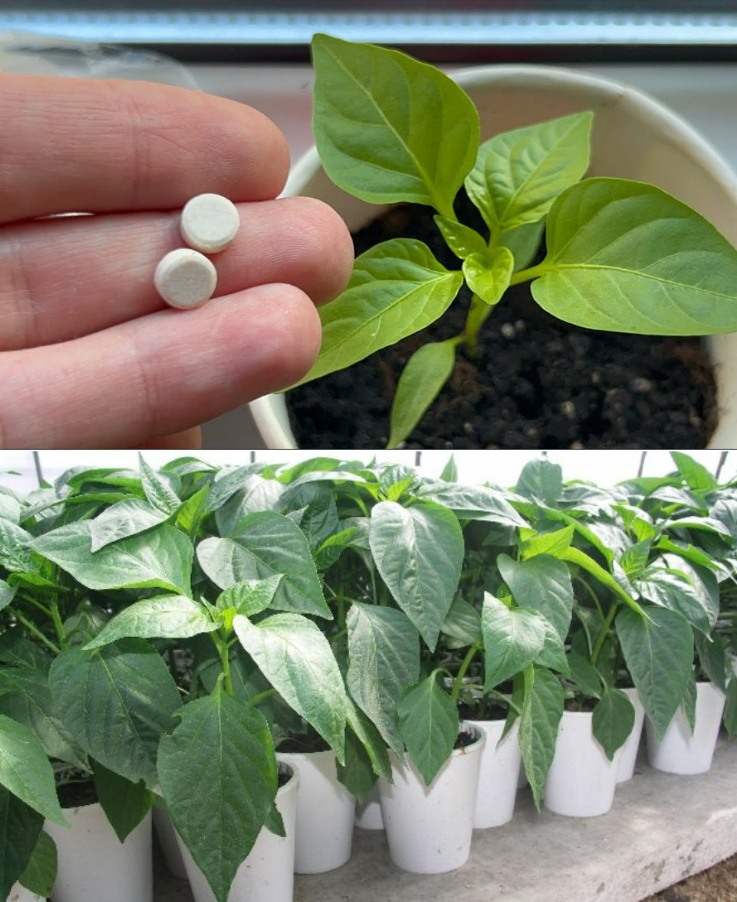 Всього 2 таблетки та розсада буде міцною, кремезною та здоровою.