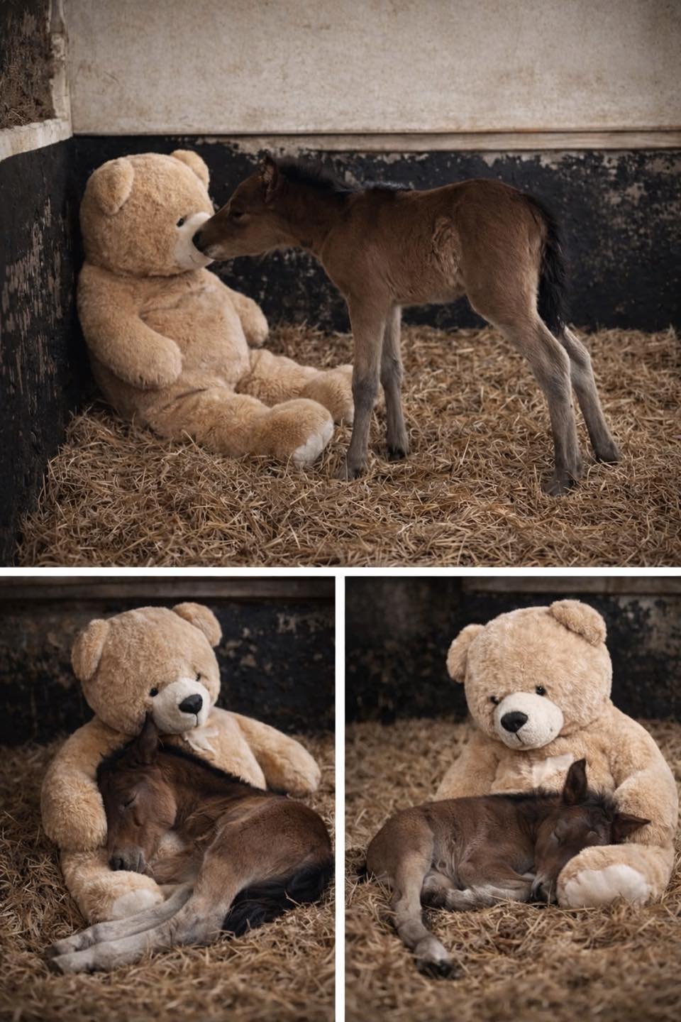 Плюшевий ведмедик став маленькою опорою в момент великого болю.