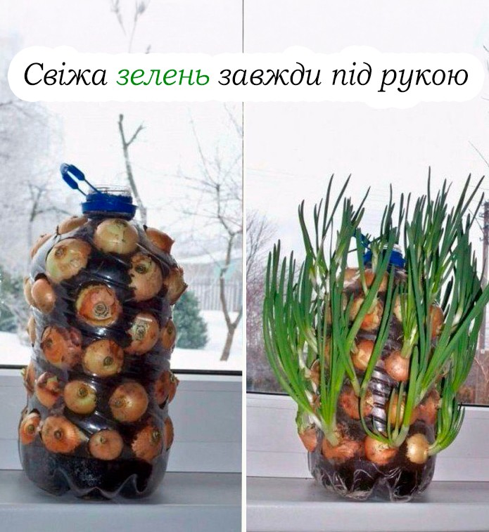 Свіжа зелена цибуля вже за тиждень.