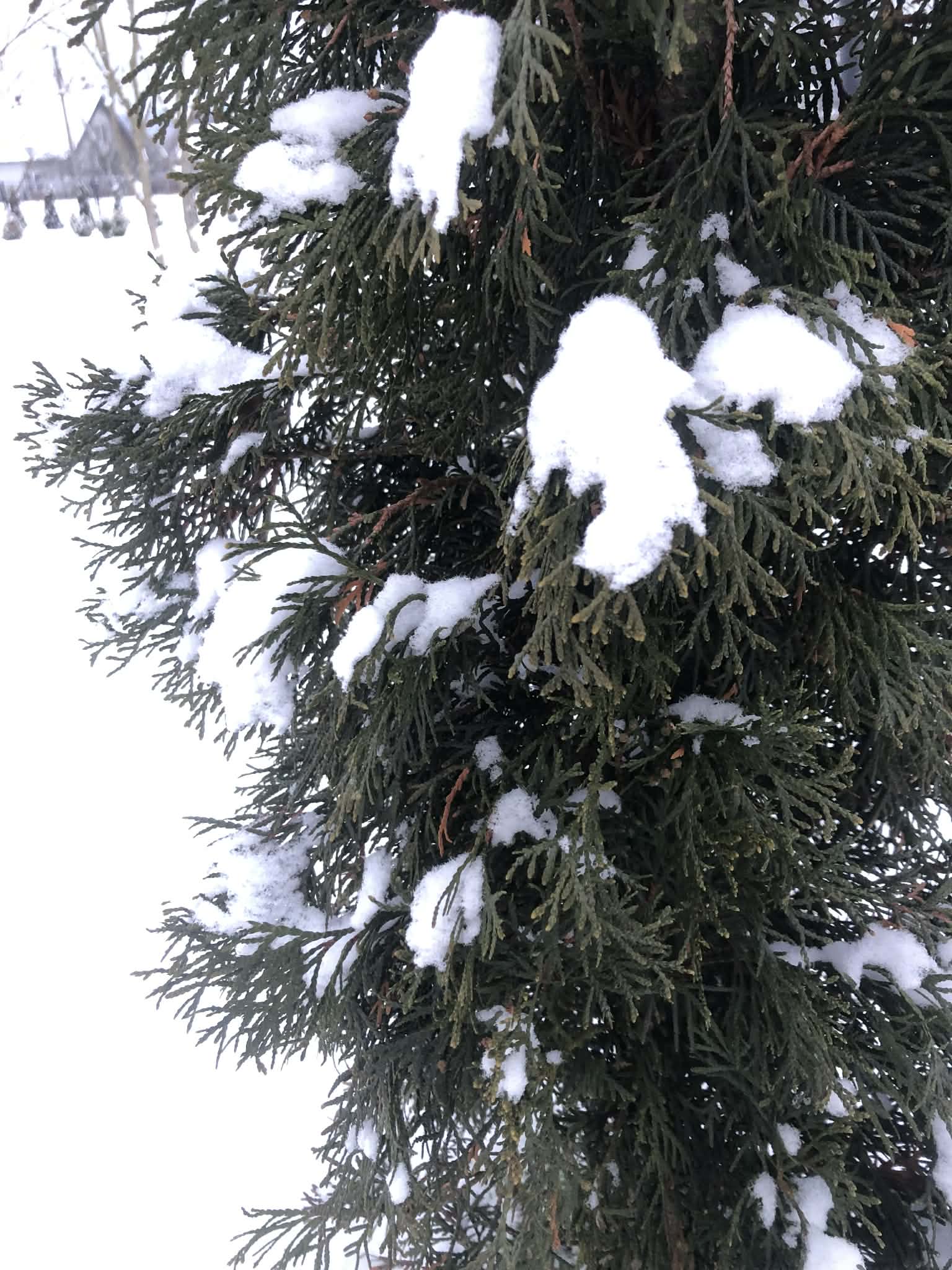 Безкорислива дружина