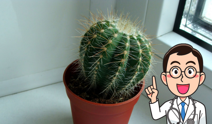  Чому в кожному будинку варто поселити кактус: 4 вагомі причини