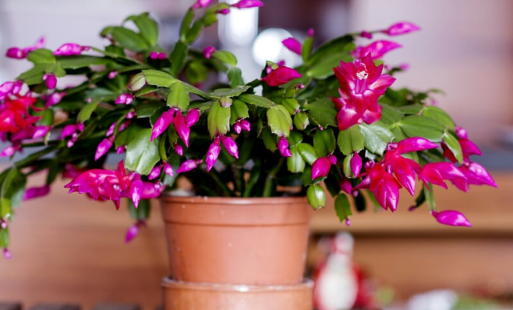 Як обрізати різдвяний кактус для пишного цвітіння 