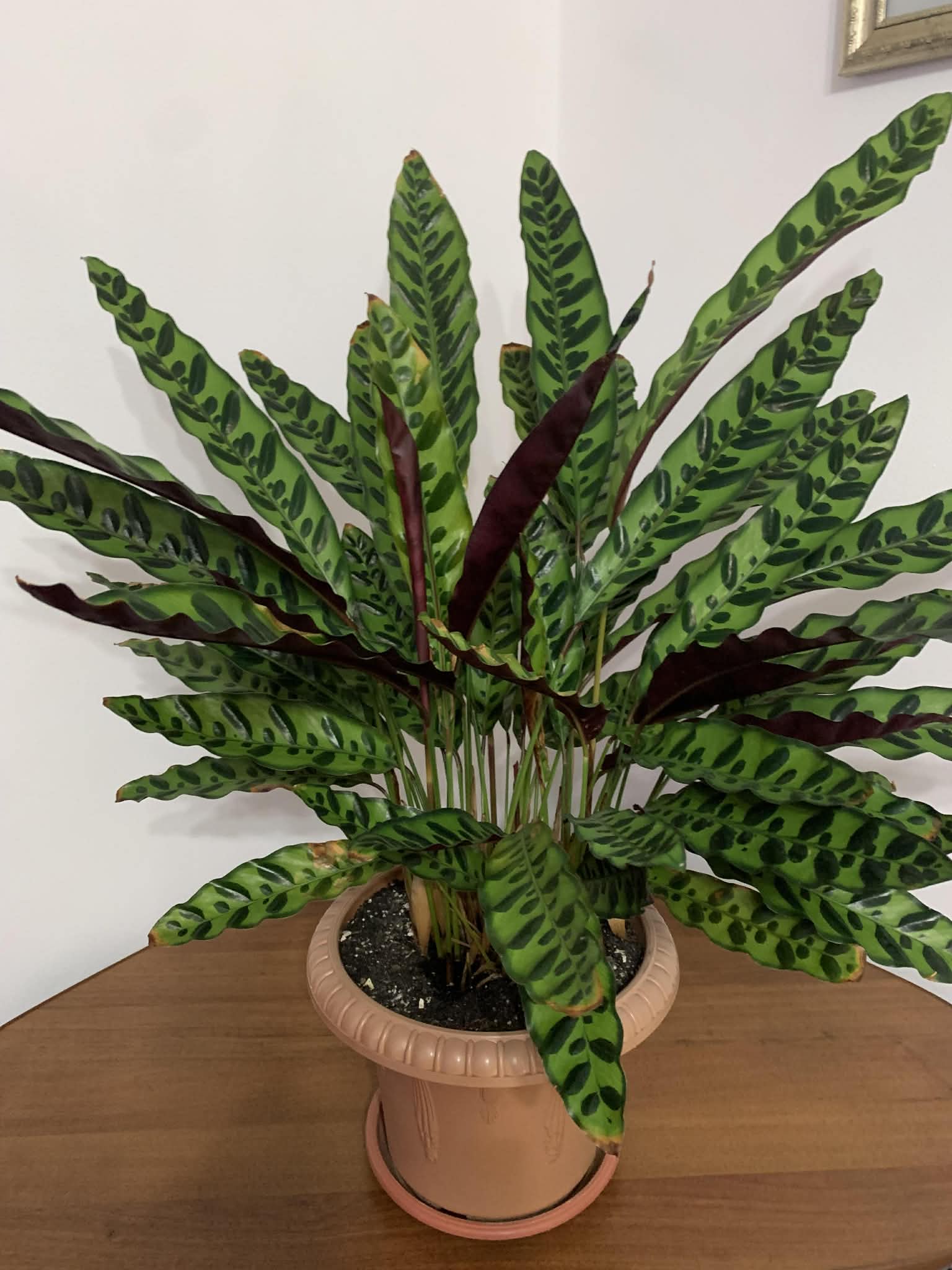 Як правильно пересаджувати кімнатні рослини, щоб добре прижилися