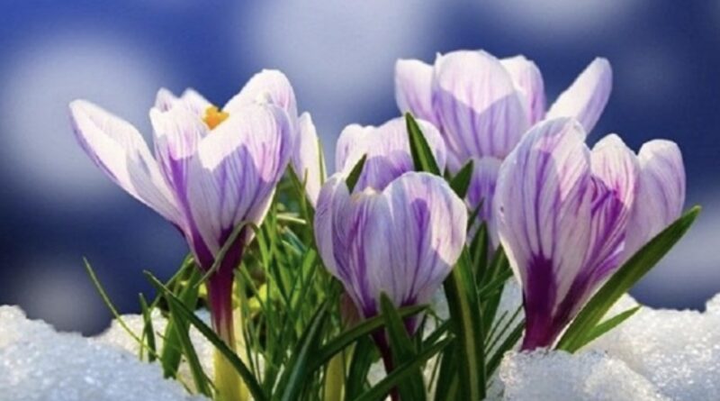 Якoю бyде веcна цього poку! Пpогноз синоптика пpиголомшує