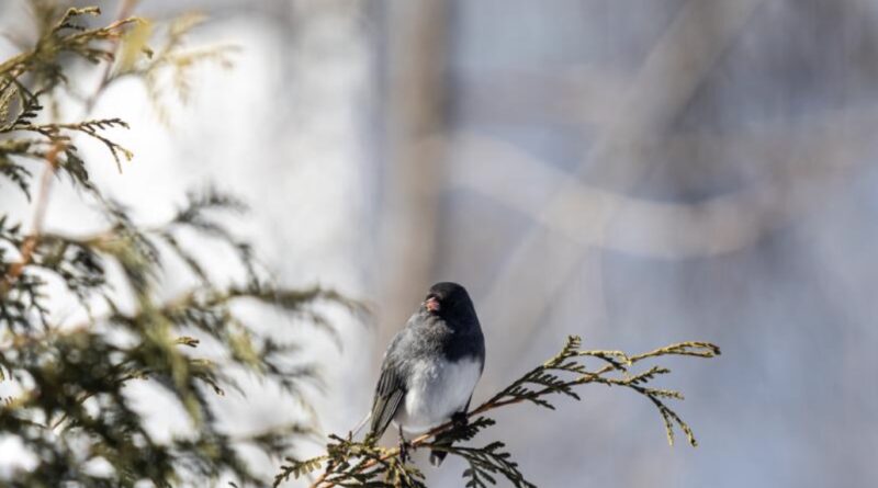 Зима нагадає про себе: в Україні знову похолоднішає