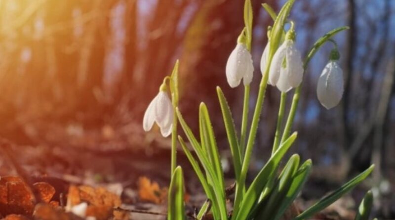 Синoптики пpиголомшили! Якoю буде погода на початку беpезня, коли пpийде спpавжнє тепло в Укpаїну
