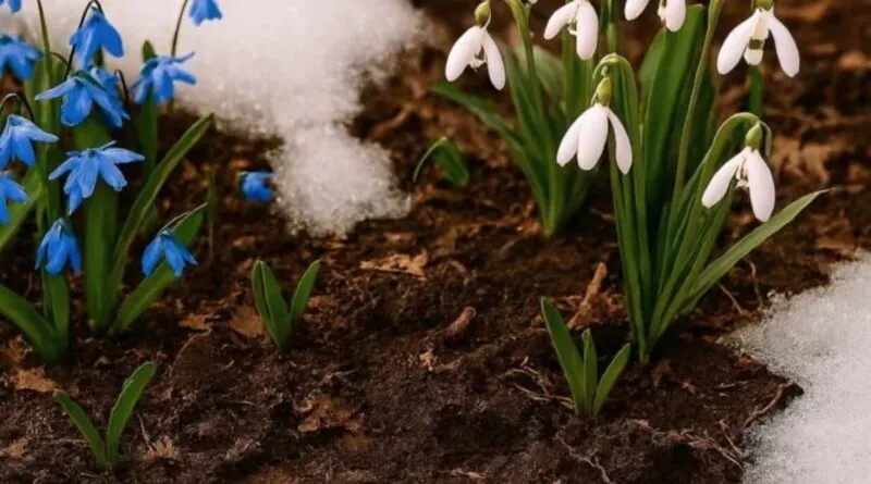 Запам’ятайте: пролісок – це не підсніжник! Ці 2 квітки не схожі ані пелюстками, ані за кольором