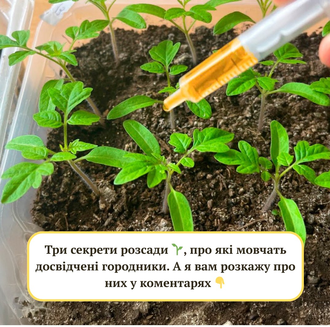 Три секрети вирощування ідеальної розсади, про які мовчать досвідчені городники. А я вам розкажу