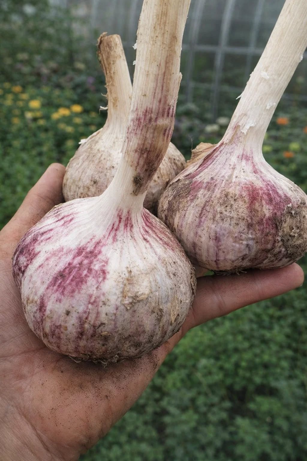  Як виростити часник розміром із кулак: секрети, які знають лише досвідчені городники!