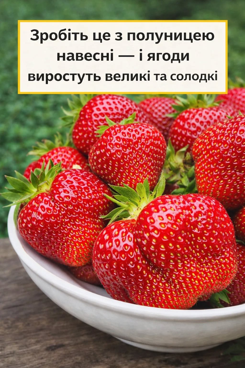 Сусідка розкрила 3 прості секрети вирощування полуниці — тепер ягоди збираю відрами 