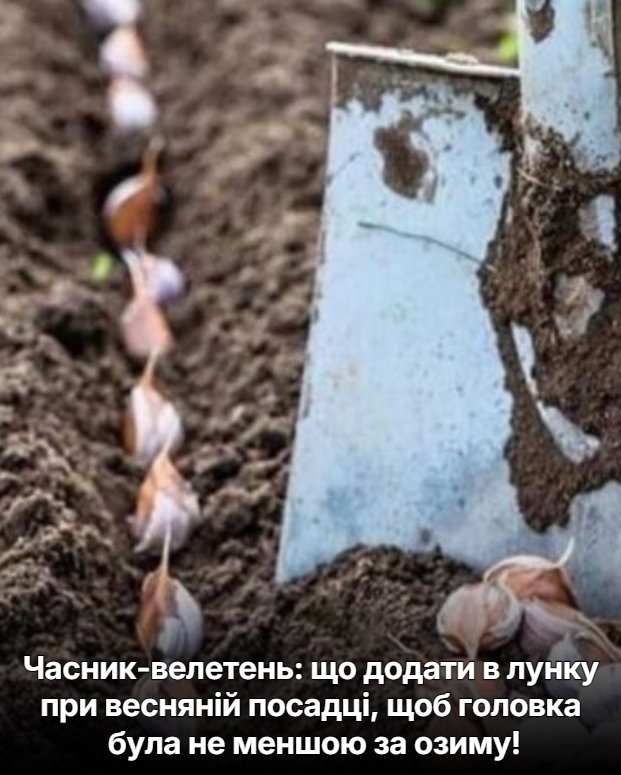Часник-велетень: що додати в лунку при весняній посадці, щоб головка була не меншою за озиму!
