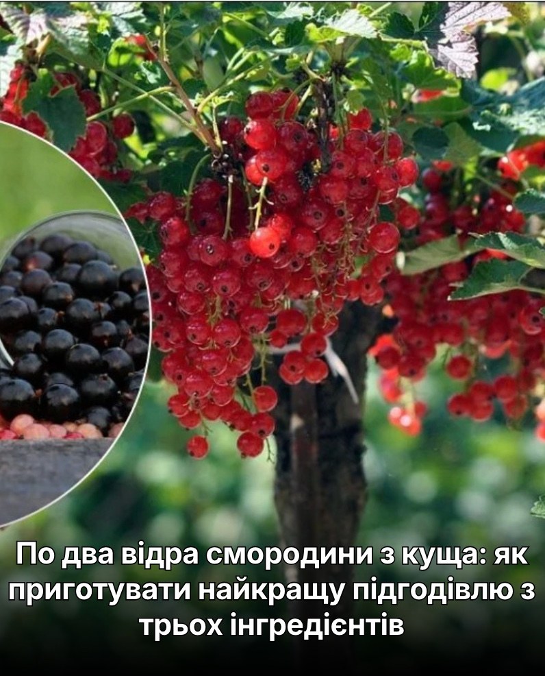 По два відра смородини з куща: як приготувати найкращу підгодівлю з трьох інгредієнтів