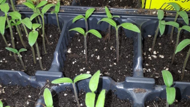 Як правильно підготувати насіння помідорів до посіву щоб вони швидше зійшли