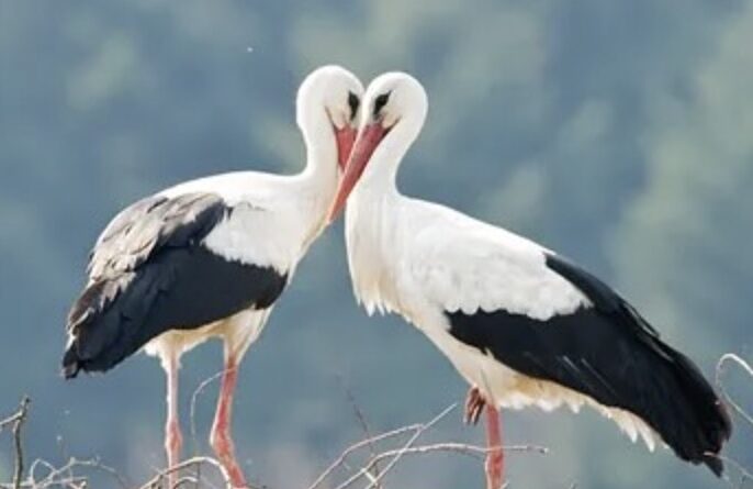 Чому після зими лелеки завжди повертаються в Україну: відповідь мало хто знає