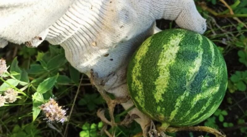 Що буде, якщо посадити дині та кавуни поруч: 3 причини зробити це в 2026 році