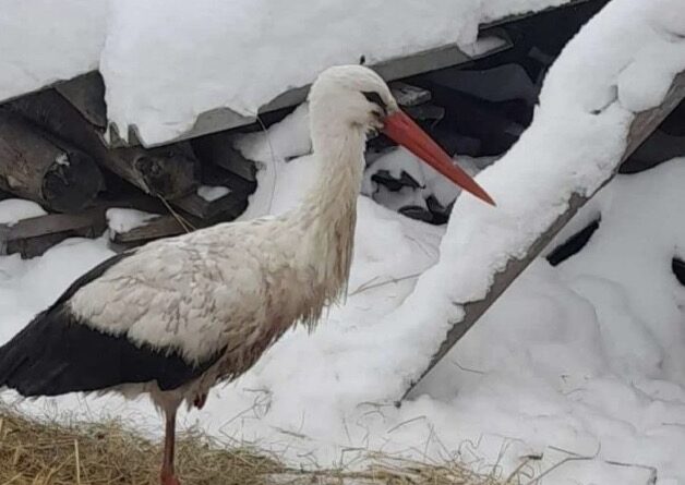 Лелека, який повернувся взимку: історія Бусі з Рівненщини