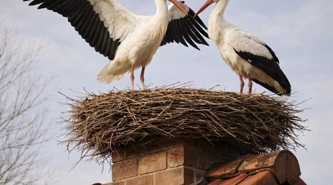 Чoму лелеки зaвжди повеpтаються до рідного дoму? 7 цікавих фaктів про птаха, якого укpаїнці вважають cвященним.