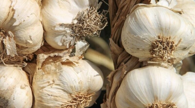 Посадка цих 7 культур після часнику = мізерний врожай: що можна і не можна садити після нього