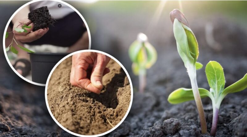 Місячний календар садівника на квітень: що і коли садити в саду та на городі