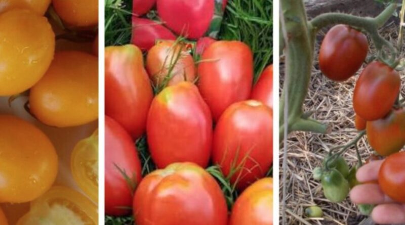 Сорт томатів, який ховають продавці. Сію, сіяла і сіятиму тільки його: збираю по 9 кг з одного куща