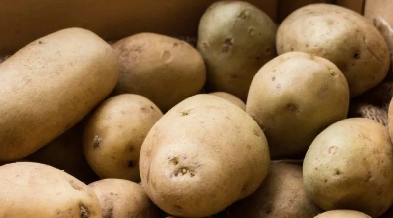Коли виносити картоплю з погреба на посадку: народний календар та поради городників