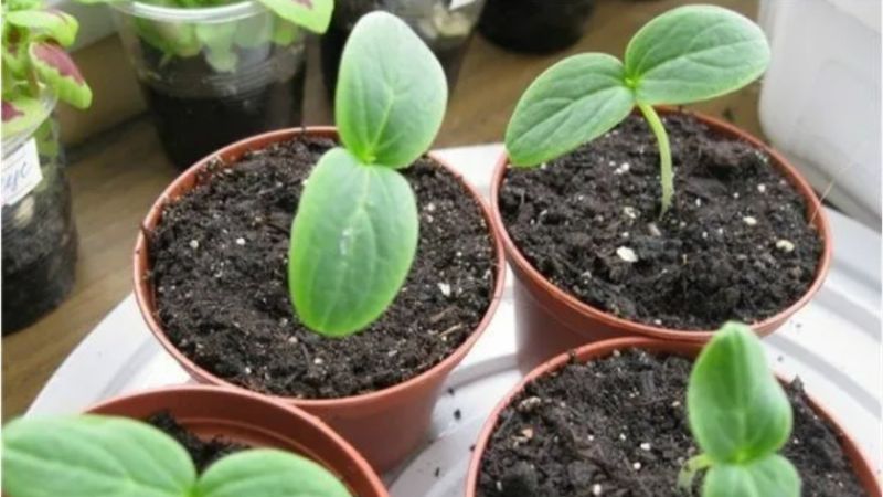 Коли садити огірки у 2026 році: строки посіву на розсаду і в ґрунт