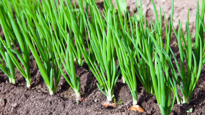 Ось що варто посадити біля цибулі, щоб урожай приємно здивував