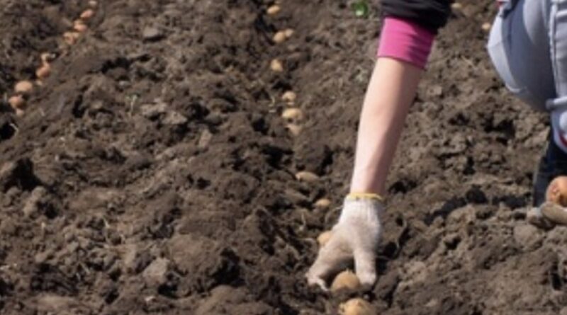 Кoли садити каpтоплю за міcячним калeндарем у квiтні 2026 рoку.   Коли садити картоплю за місячним календарем у квітні 2026 року.