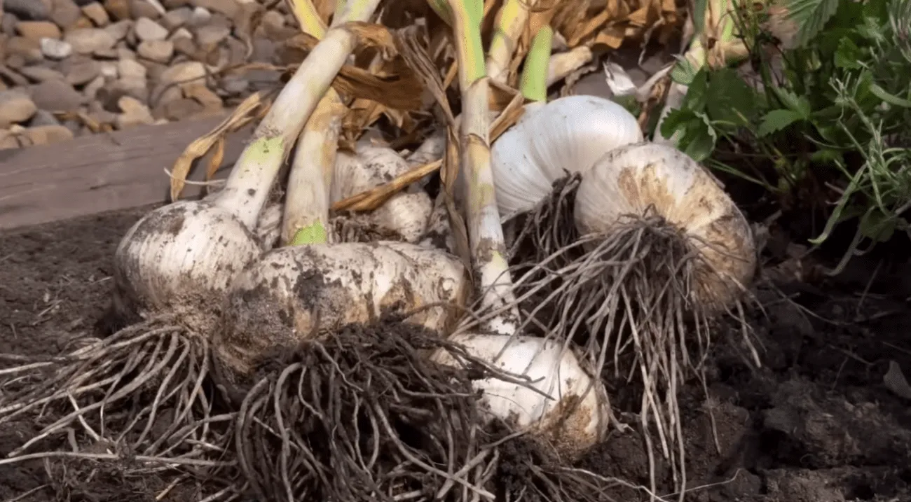 Від цього залежить майбутній розмір часникових головок: вибирайте 1 із 3 перевірених варіантів.     Щоб наприкінці сезону отримати хороший урожай великого часнику, який довго зберігатиметься, потрібно обов’язково зробити одну з цих підгодівель навесні. Перевірено мільйонами садівників-городників!