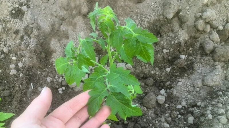 5 помилок при висадженні томатів у відкритий ґрунт. Не робіть так, щоб не занапастити томати